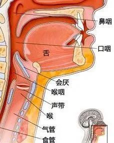 鱼刺卡喉
