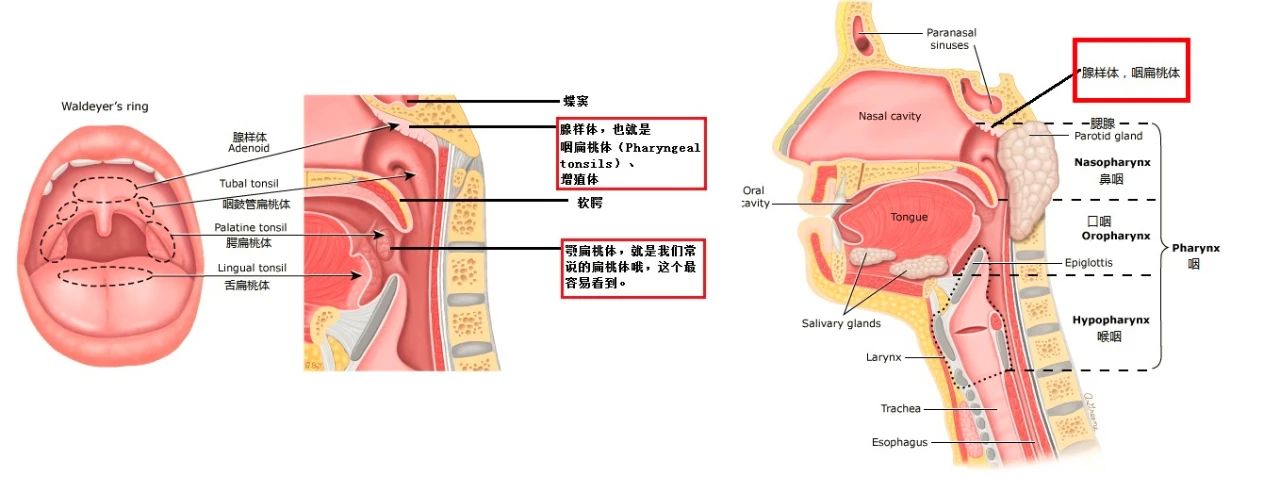 腺样体